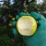 云南丁香梨
