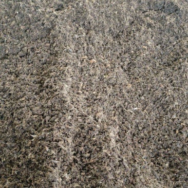 海南脱盐椰粒、粗椰，一手货源，品质保证，可视频看货，量大从优