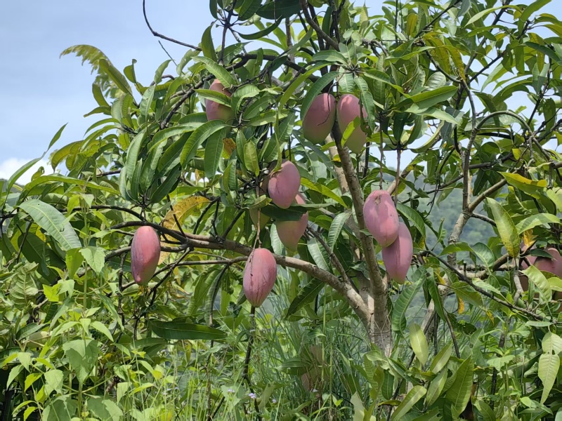 广西百色芒果