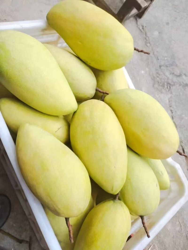 广西百色芒果