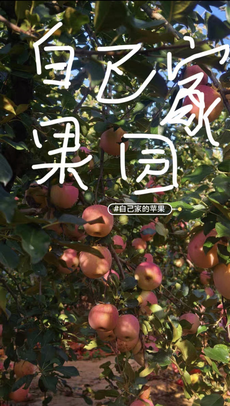 果园直发各种品种苹果好吃品种