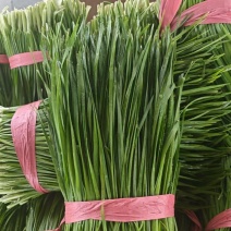 临漳万亩韭菜基地直供，大量现货，欢迎广大客商联系