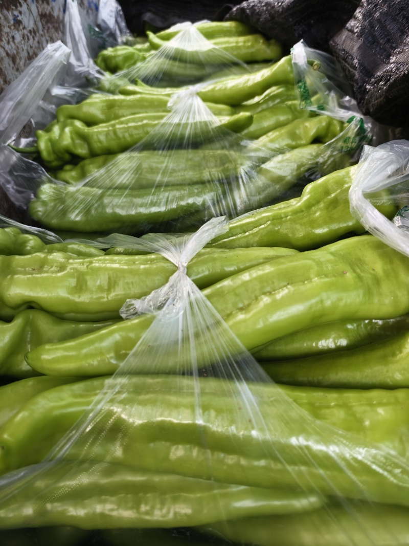 精品尖椒