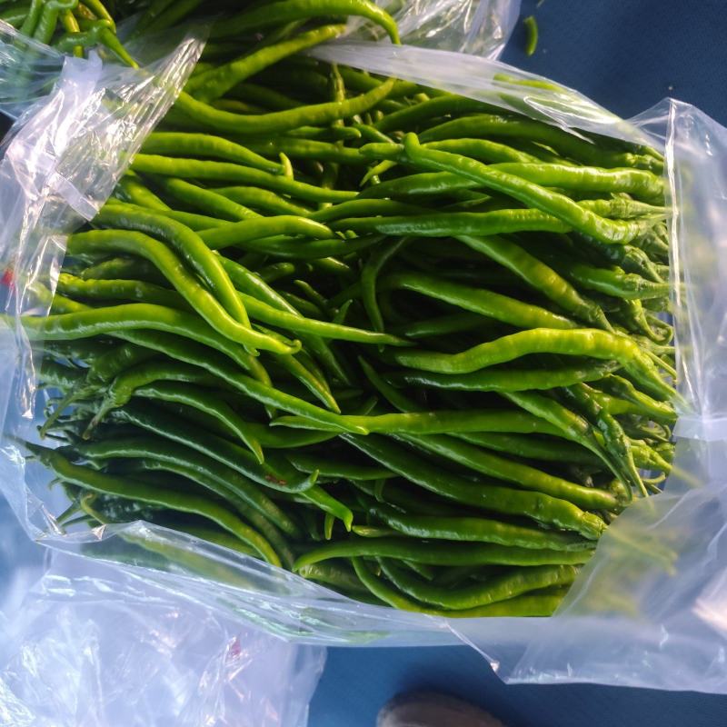 精品青线椒大量有货，市场，电商大量供应