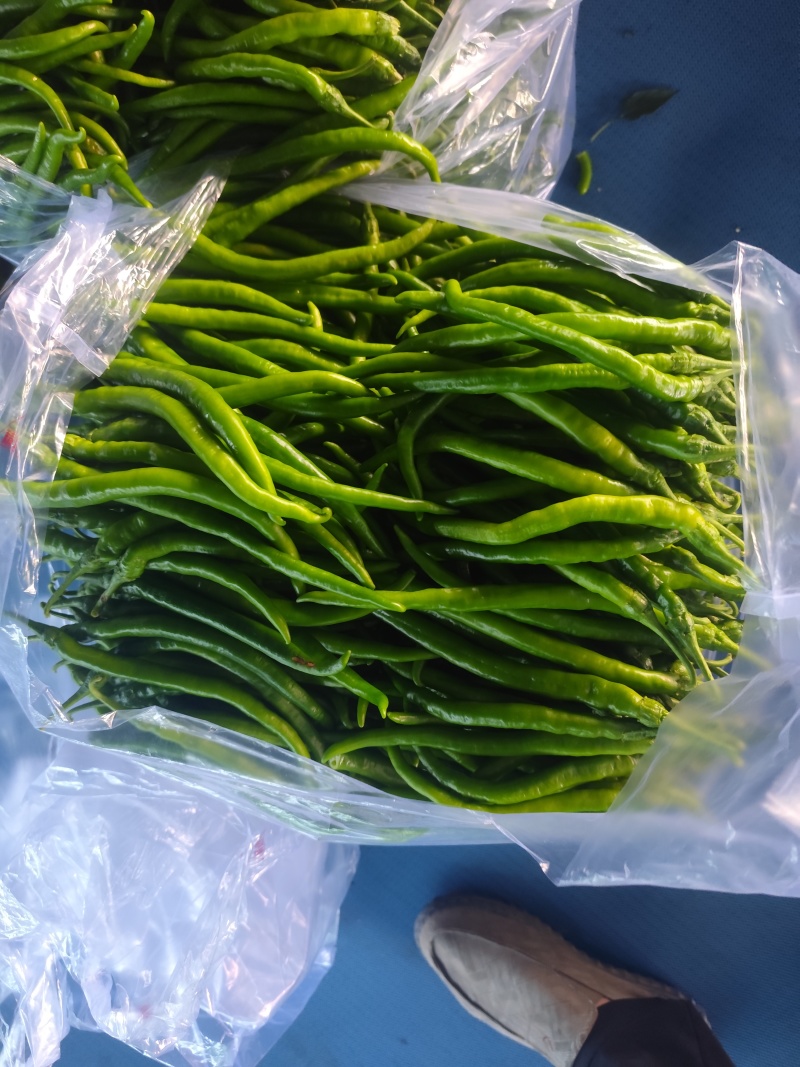 精品青线椒大量有货，市场，电商大量供应