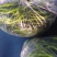 精品青线椒大量有货，市场，电商大量供应