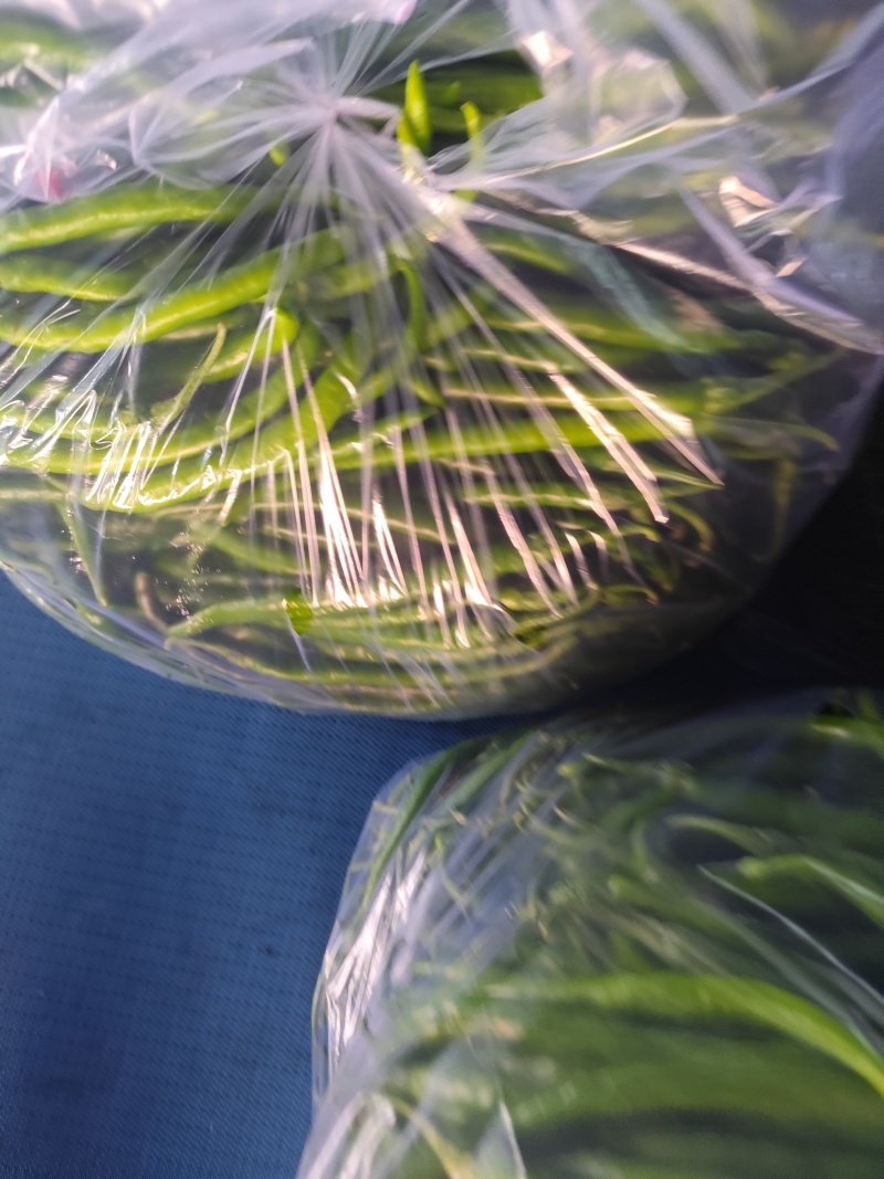 精品青线椒大量有货，市场，电商大量供应