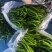 精品青线椒大量有货，市场，电商大量供应