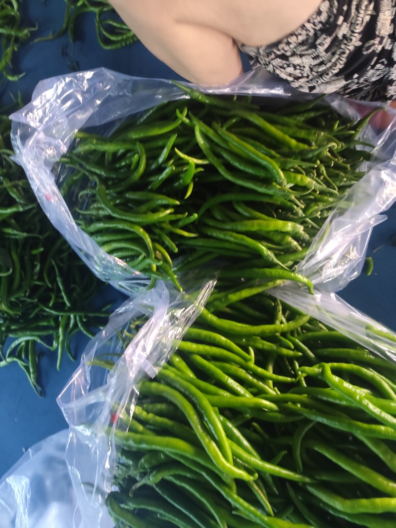 精品青线椒大量有货，市场，电商大量供应