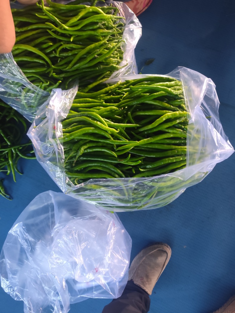 精品青线椒大量有货，市场，电商大量供应