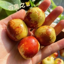 山东冬枣口感脆甜产地直供一件代发对接各电商仓储