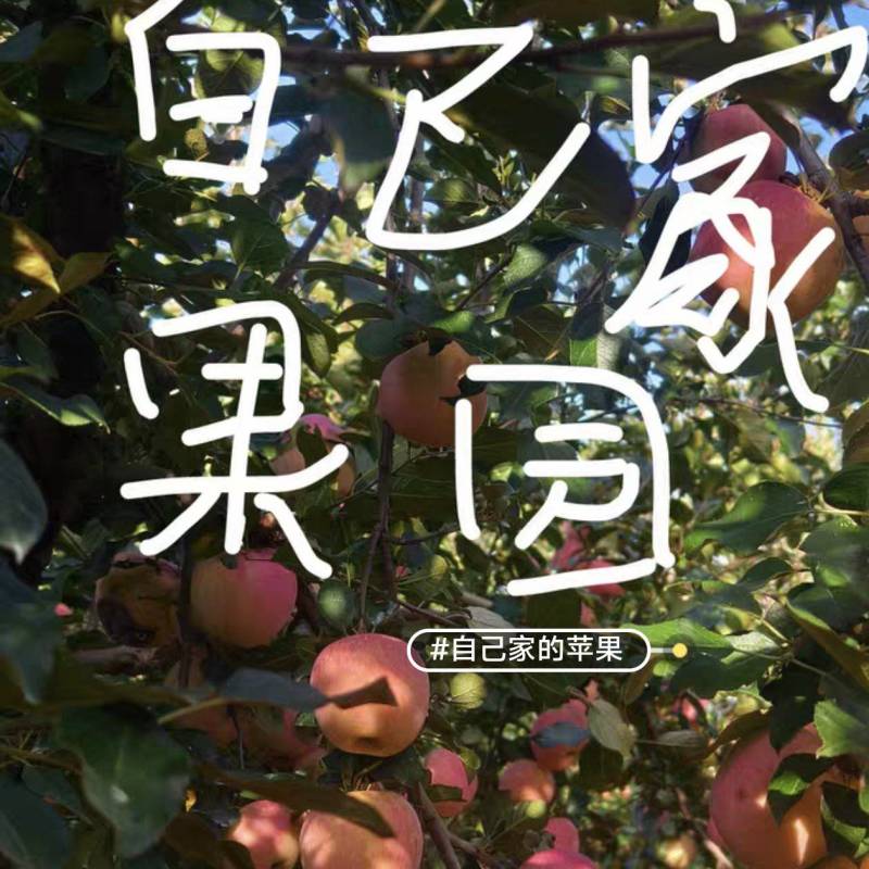 果园直发各种品种苹果好吃品种
