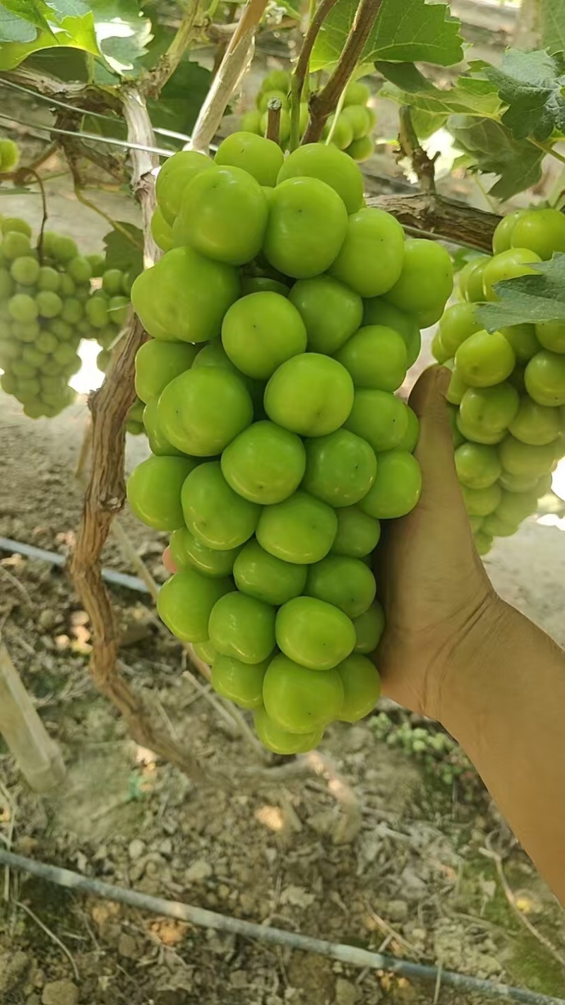 阳光玫瑰（支持商仓、市场、零售）