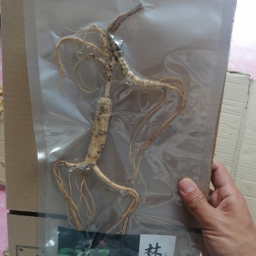 林下参干货长白山原产地直发单支整支高年头白生晒人参泡酒煲