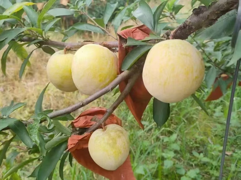 深山老林种植的水果，开始安排发货咯一年就这段时间不要错过