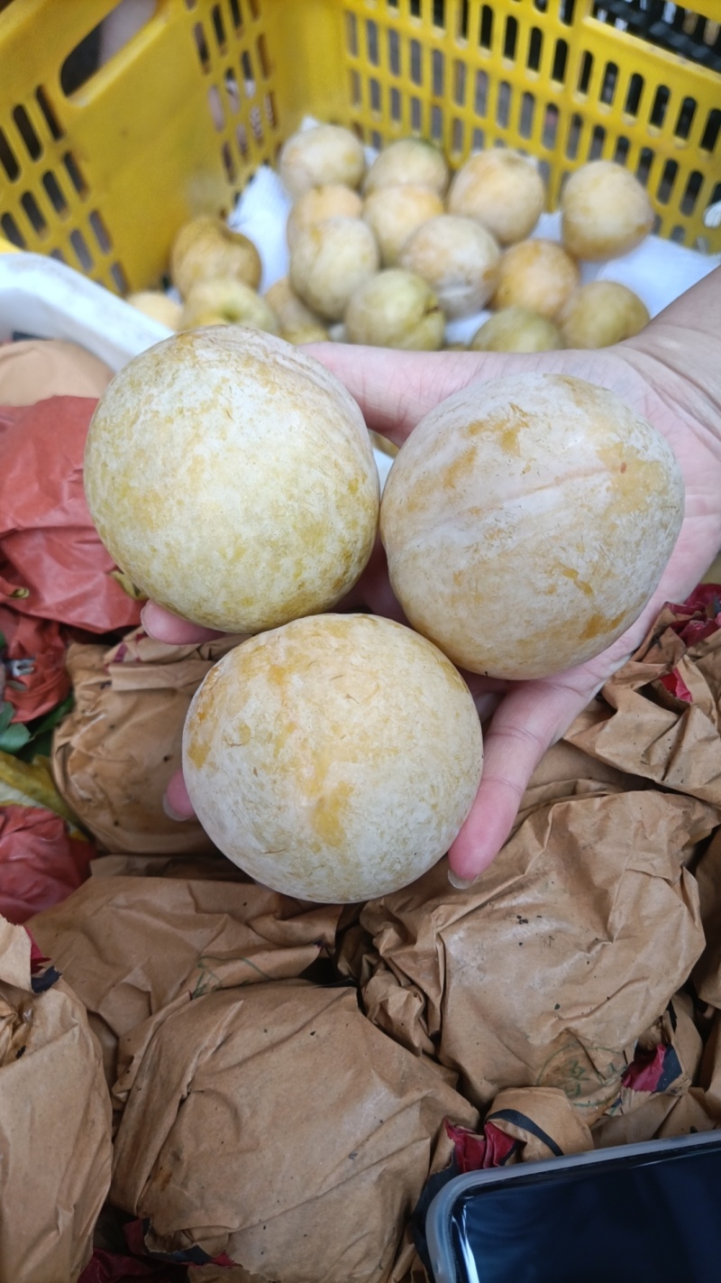 深山老林种植的水果，开始安排发货咯一年就这段时间不要错过