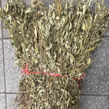 紫背金牛
