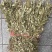 紫背金牛