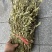 紫背金牛