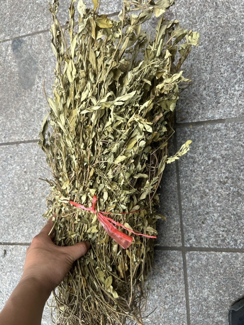 紫背金牛
