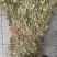 紫背金牛