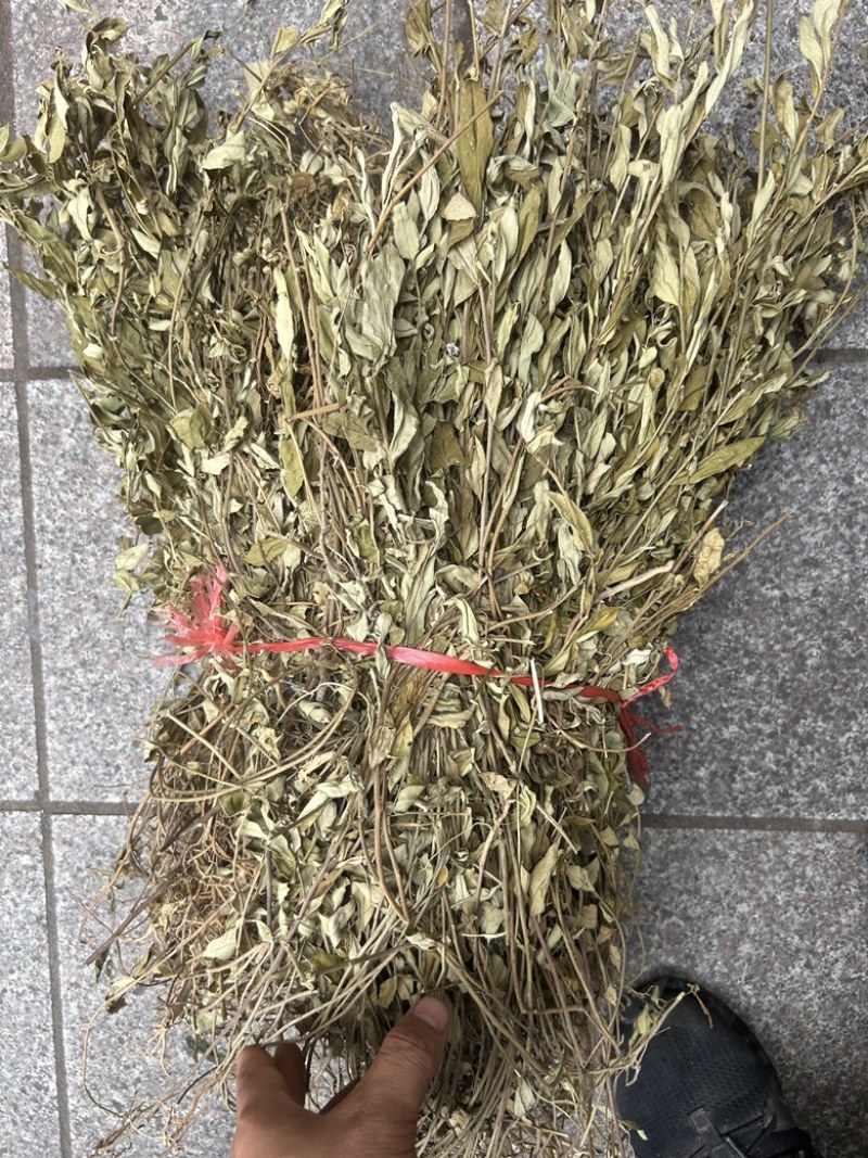 紫背金牛