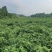 小米辣/辣椒/新鲜采摘/现货现发/全国发货/欢迎来电