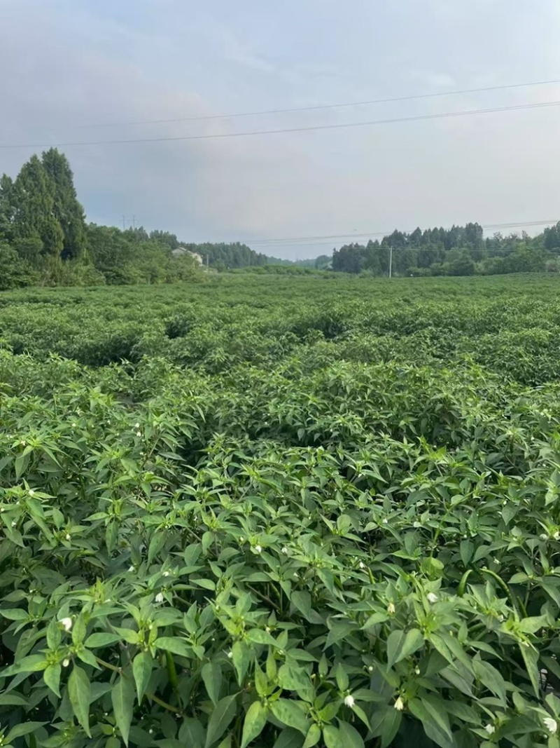 小米辣/辣椒/新鲜采摘/现货现发/全国发货/欢迎来电