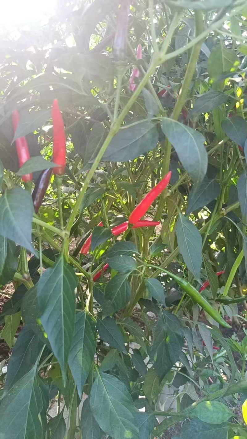 小米辣/辣椒/新鲜采摘/现货现发/全国发货/欢迎来电