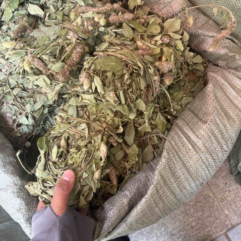 狸尾草