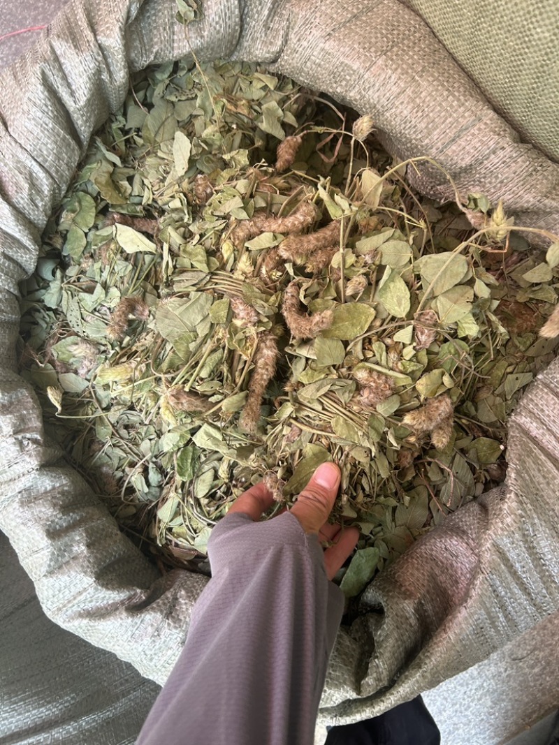 狸尾草