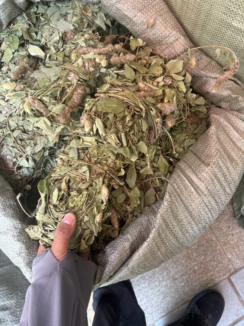 狸尾草