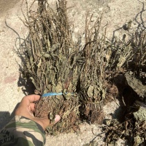 车前草