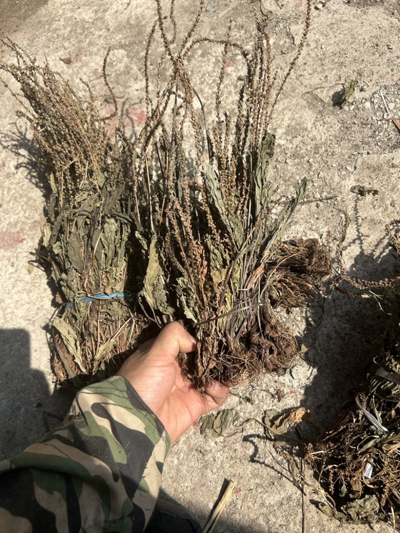 车前草