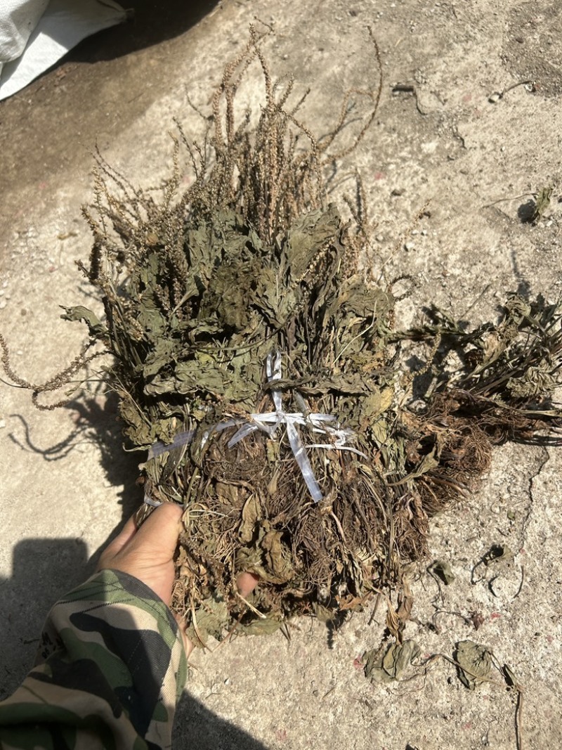 车前草