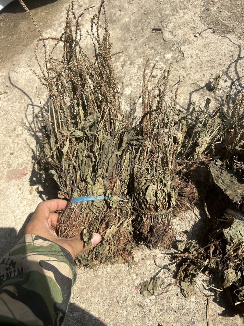 车前草