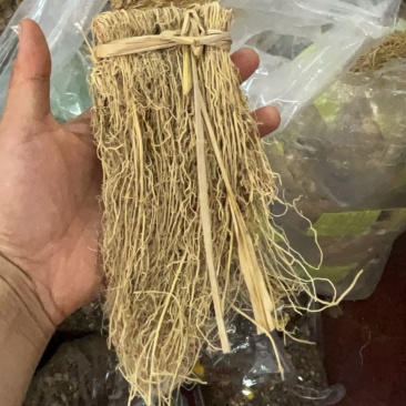 养肝草
