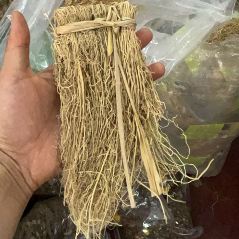 养肝草