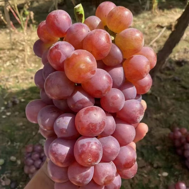 红无核大量现货，口感纯甜无酸，质量嘎嘎硬，