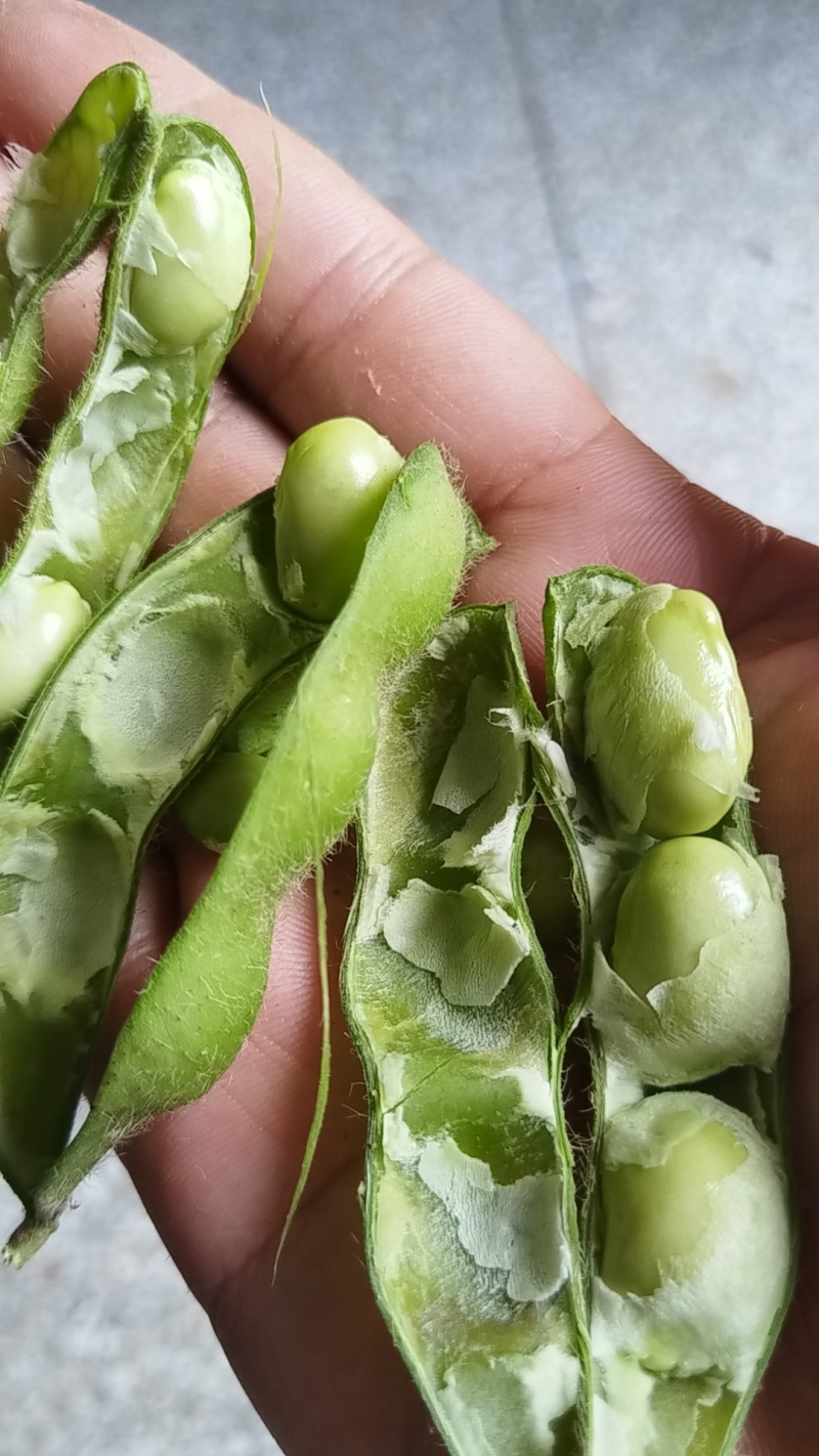 浙鲜豆，毛豆