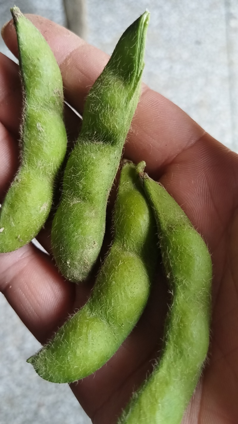 浙鲜豆，毛豆