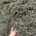 小艾叶广西野生货味道香