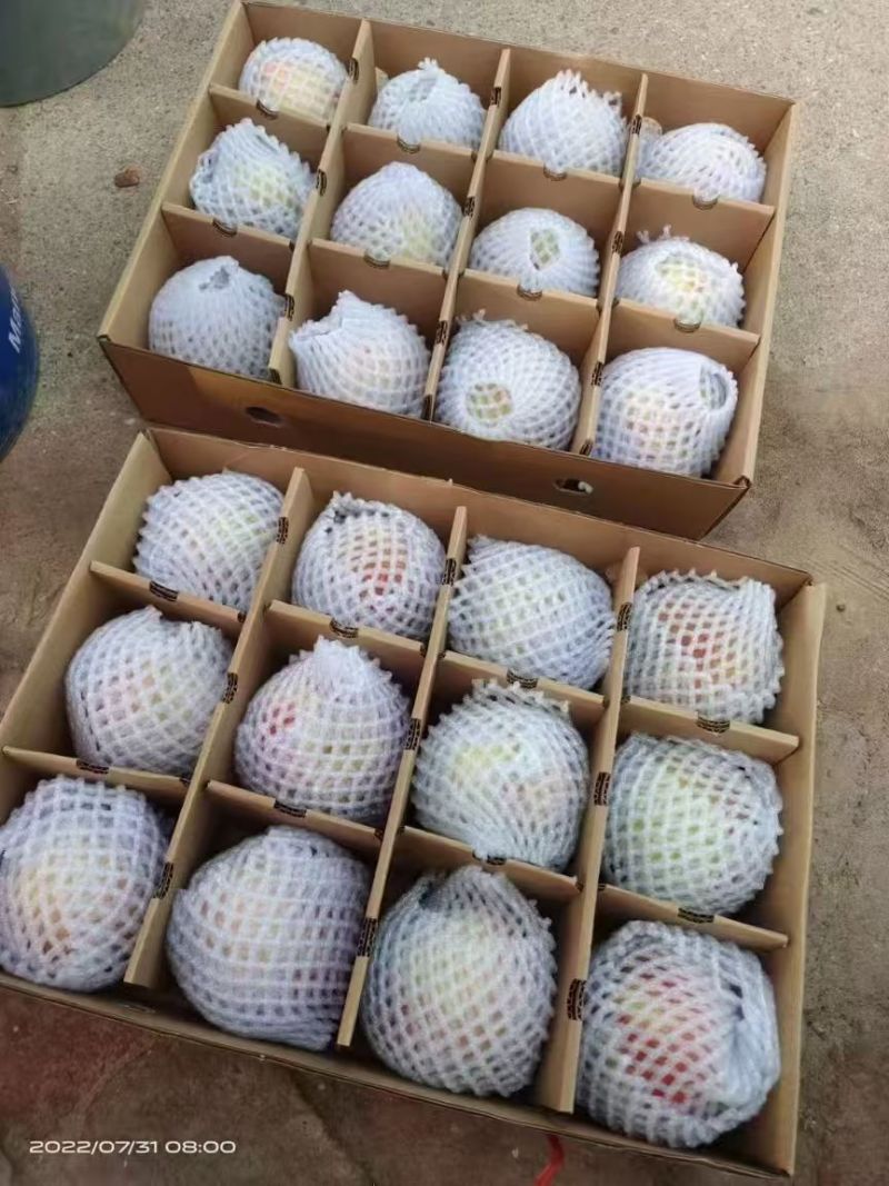 白凤桃