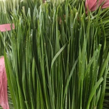 万亩大叶韭菜基地直供，货好，价格实惠，欢迎找我批发