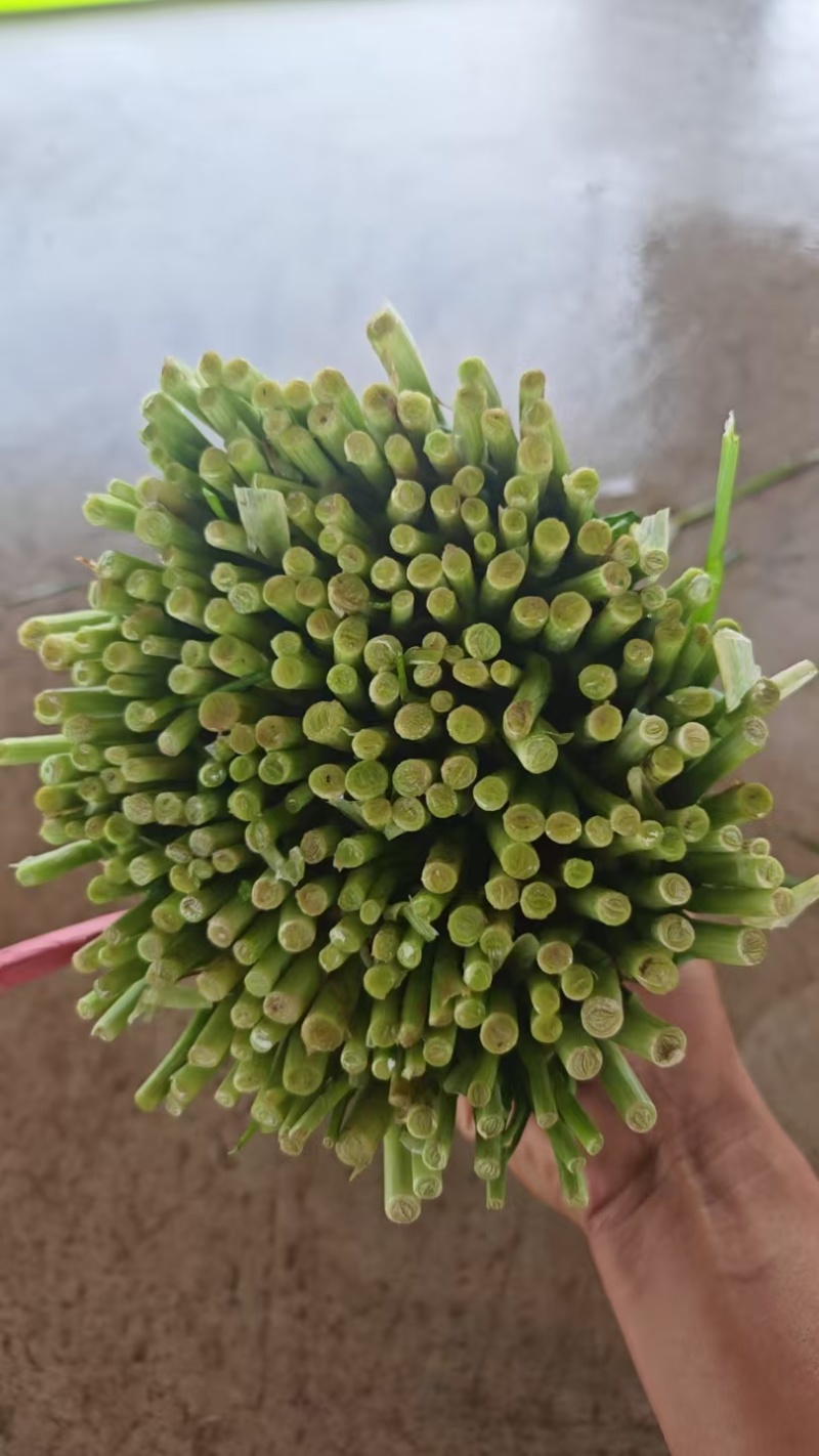 万亩大叶韭菜基地直供，货好，价格实惠，欢迎找我批发