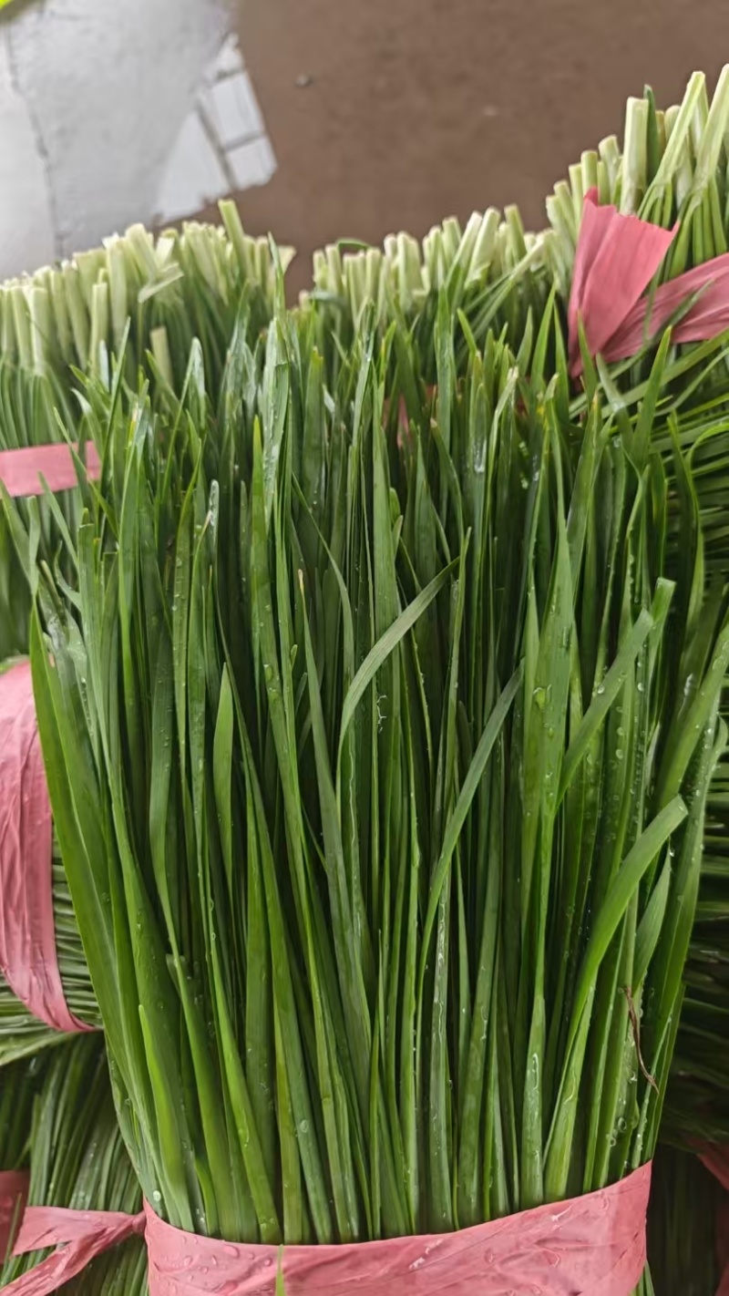 万亩大叶韭菜基地直供，货好，价格实惠，欢迎找我批发