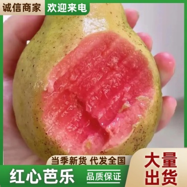 红心芭乐番石榴货源充足量大从优欢迎来电