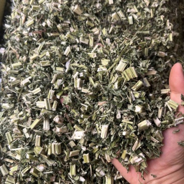 益母草新货颜色青绿色大量现货供应，规格齐全货发全国
