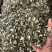 益母草新货颜色青绿色大量现货供应，规格齐全货发全国