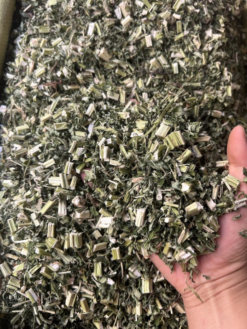 益母草新货颜色青绿色大量现货供应，规格齐全货发全国